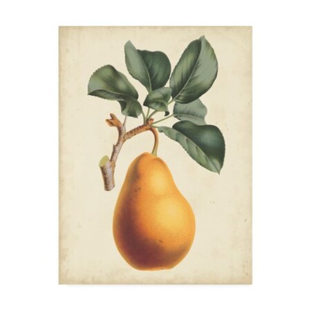 Trademark Fine Art Horto Van Houtteano 'Antique Pear Botanical I' Canvas Art, 24x32 WAG15800-C2432GG